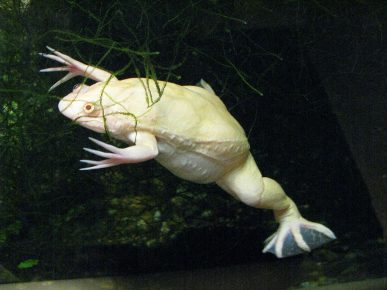 „Albino