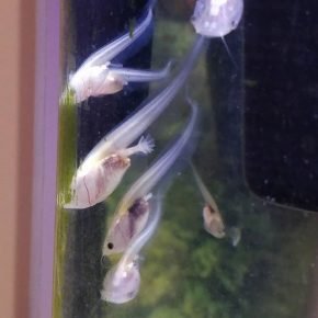 „Kijanki