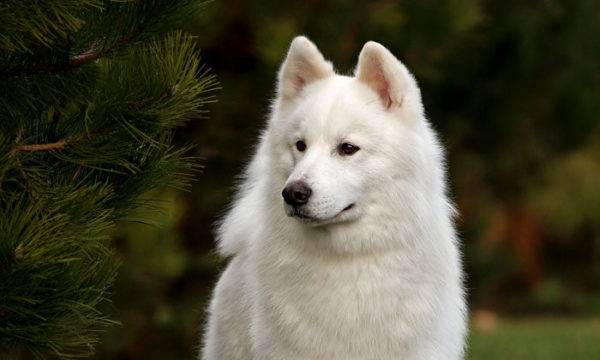 „Yakut