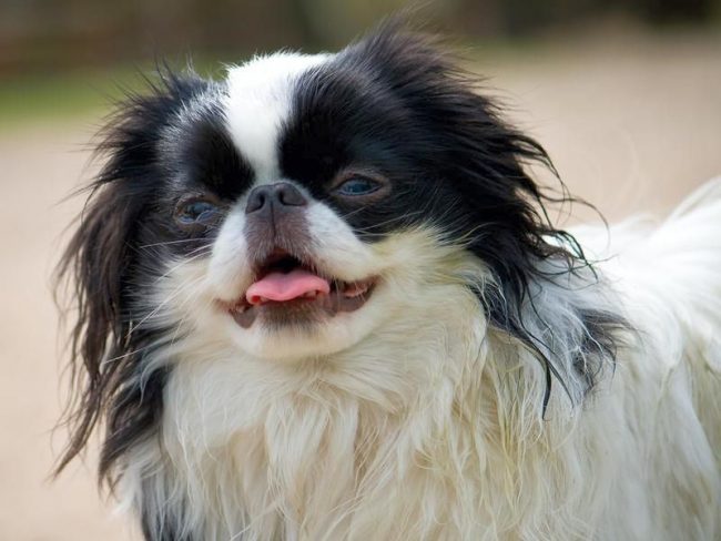 „Przydomki