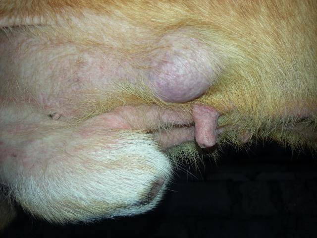„Lipoma