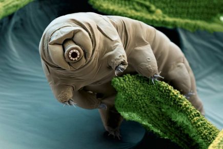 tardigrades