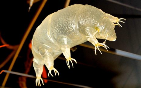 „Tardigrade